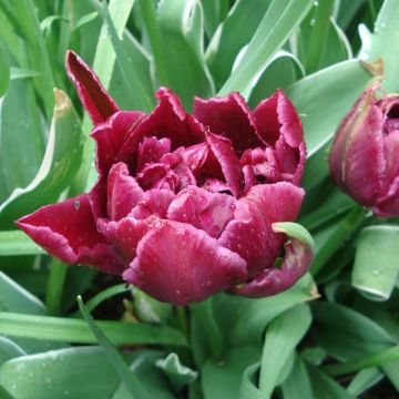 Tulipa Dobrada precoce David Teniers