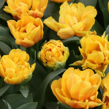 Tulipa Dobrada tardia Freeman