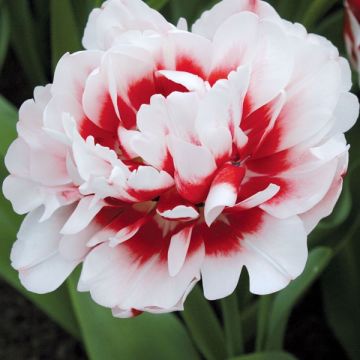 Tulipa Dobrada tardia Horizon