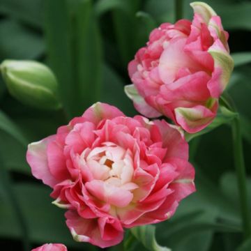 Tulipa Dobrada tardia Double Sugar