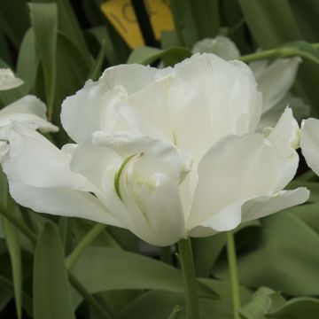 Tulipa Dobrada tardia Maureen Double