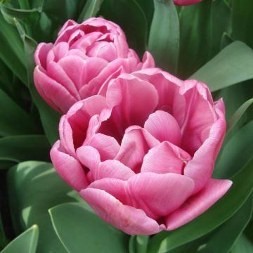 Tulipa Dobrada tardia You