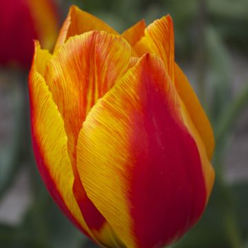Tulipa Simples precoce Flair
