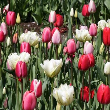 Harmonia Tulipas Lollipops
