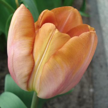 Tulipa Simples tardia Malaika