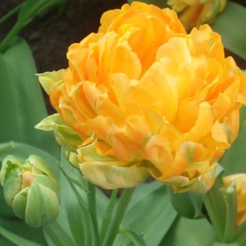Tulipa Dobrada precoce Orca