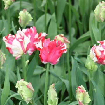 Tulipa Papagaio Estella Rijnveld