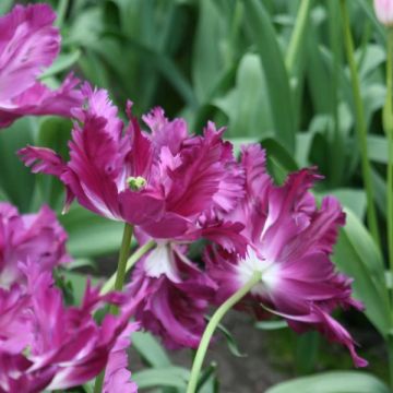 Tulipa Papagaio Negrita Parrot