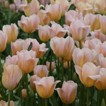 Tulipa Triunfo Peace Flame
