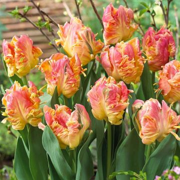 Tulipa Papagaio Parrot Lady