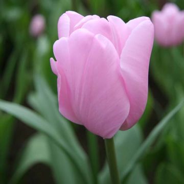 Tulipa Simples tardia Pink Diamond