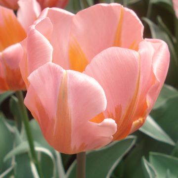 Tulipa Triunfo Pretty Princess