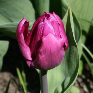 Tulipa Simples precoce Purple Prince
