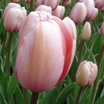 Tulipa híbrida Darwin Salmon Impression