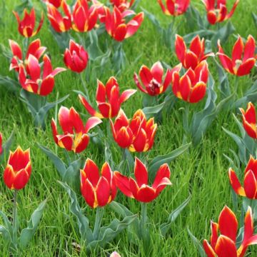 Tulipa schrenkii