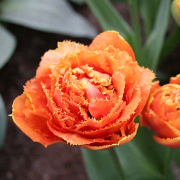 Tulipa com franja Sensual Touch