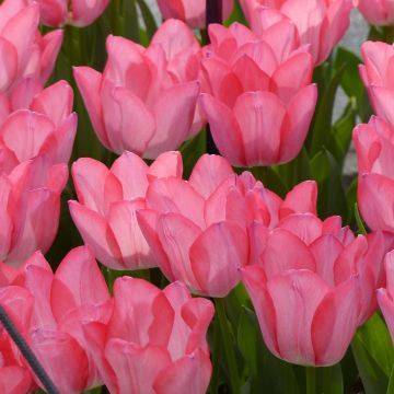 Tulipa Simples precoce Christmas Pearl