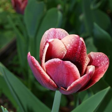 Tulipa Triunfo Arabian Mistery