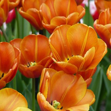 Tulipa Triunfo Brown Sugar