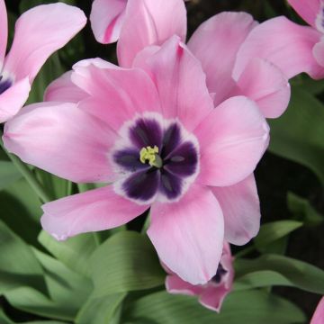 Tulipa Triunfo Capri Rose