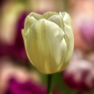 Tulipa Triunfo Creme Flag