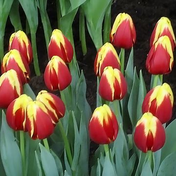 Tulipa Triunfo Denmark