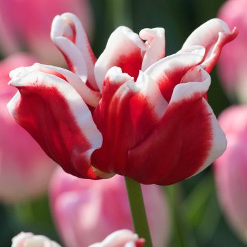 Tulipa Triunfo Elegant Crown
