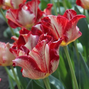 Tulipa Triunfo Flaming Crown