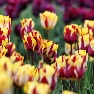 Tulipa Triunfo Helmar