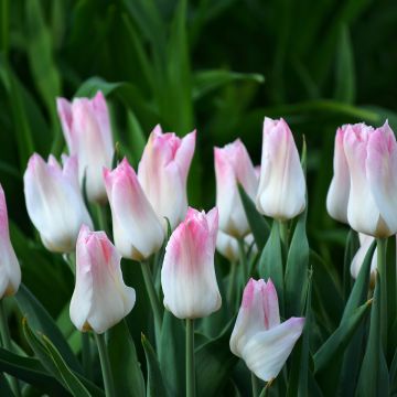 Tulipa Triunfo Kyoko Takahashi