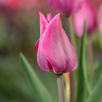 Tulipa Triunfo Mistress
