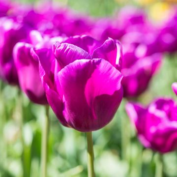 Tulipa Triunfo Passionale