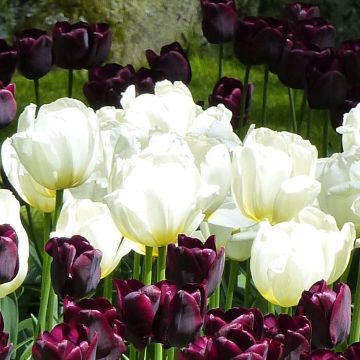 Tulipa Triunfo Pays-Bas