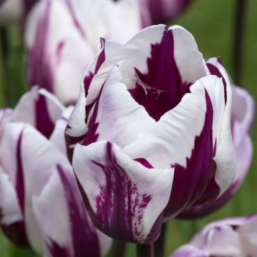 Tulipa Triunfo Rems Favourite (Zurel)