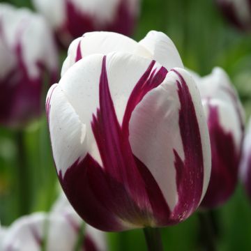 Tulipa Triunfo Rems Favourite (Zurel)