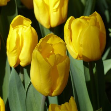 Tulipa Triunfo Strong Gold