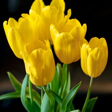Tulipa Triunfo Strong Gold