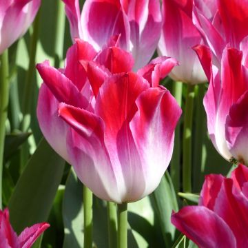 Tulipa Triunfo Whispering Dream
