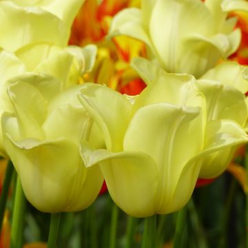 Tulipa Triunfo World Friendship