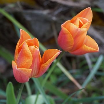 Tulipa Triunfo Véronique Sanson