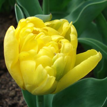 Tulipa Dobrada precoce Yellow Baby