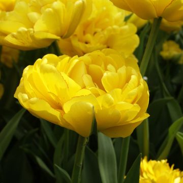 Tulipa Dobrada tardia Yellow Pomponette