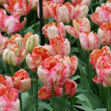 Tulipa Papagaio Apricot Parrot