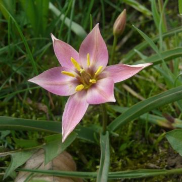 Tulipa aucheriana