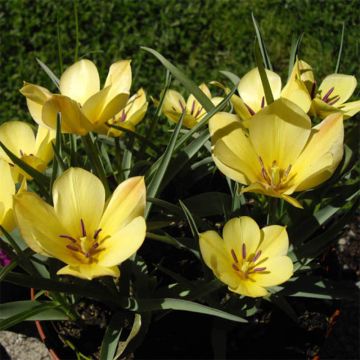 Tulipa linifolia Yellow Jewel