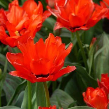 Tulipa greigii Chaperon Rouge Double