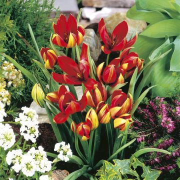 Tulipa hageri