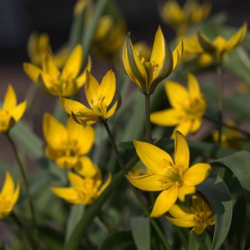 Tulipa neustruevae