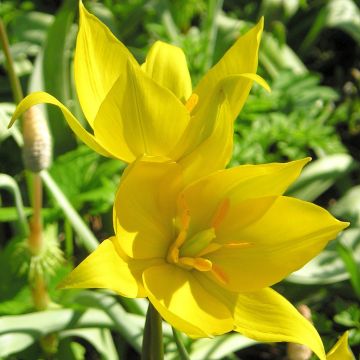 Tulipa urumiensis