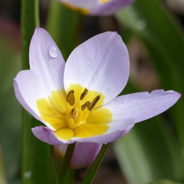 Tulipa saxatilis